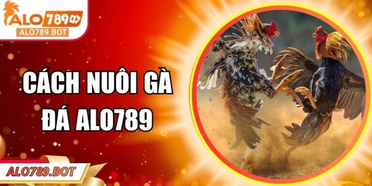 Cách Nuôi Gà Đá Alo789 – Bí Quyết Chăm Gà Khỏe, Ra Đòn Hiểm