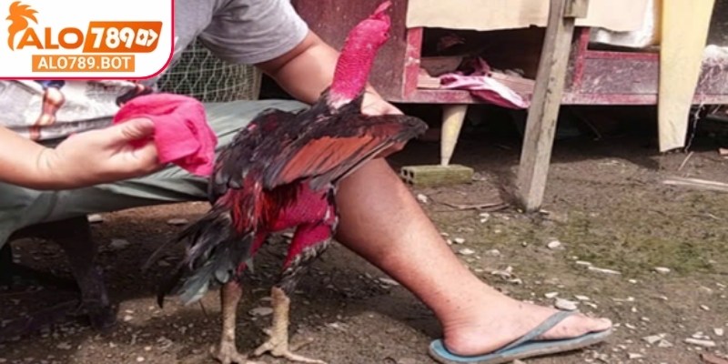 Chế độ chăm sóc và luyện tập khoa học sẽ giúp gà khỏe mạnh hơn