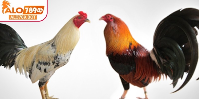 Học cách nuôi gà đá Alo789 để có những chiến kê xuất sắc