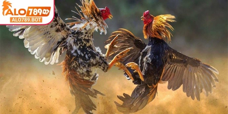 Gà đá càng tốt cơ hội thắng của bạn càng cao 