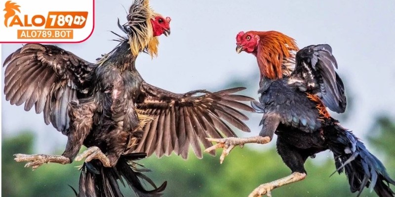 Mọi kết quả đều dựa trên quyết định chính thức của trường gà