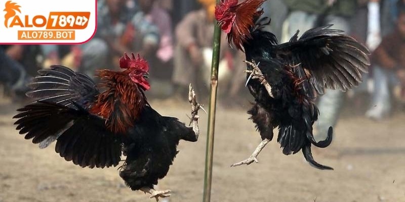 Phân hạng chiến kê cho người xem có cái nhìn tối ưu hơn