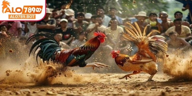 Tham gia ngay đá gà chọi C1 Alo789 để nhận những phần thưởng hấp dẫn