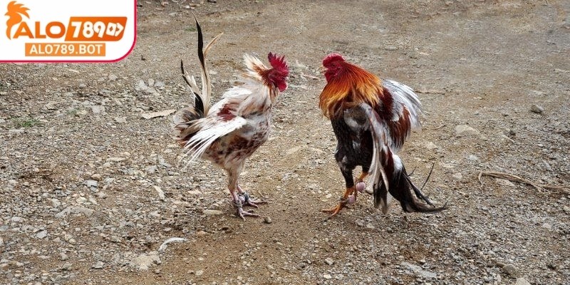 Trọng tài sẽ là người đưa ra kết quả của trận đấu