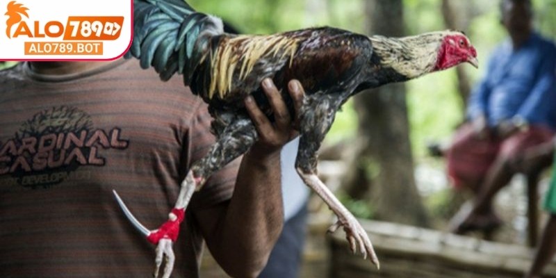 Đá gà cựa dao Alo789 là sự kết hợp hài hòa giữa truyền thống và hiện đại