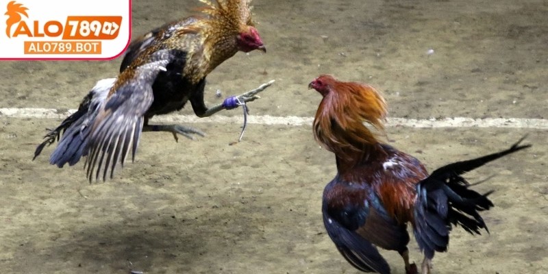 Đặt niềm tin vào những chiến kê phù hợp