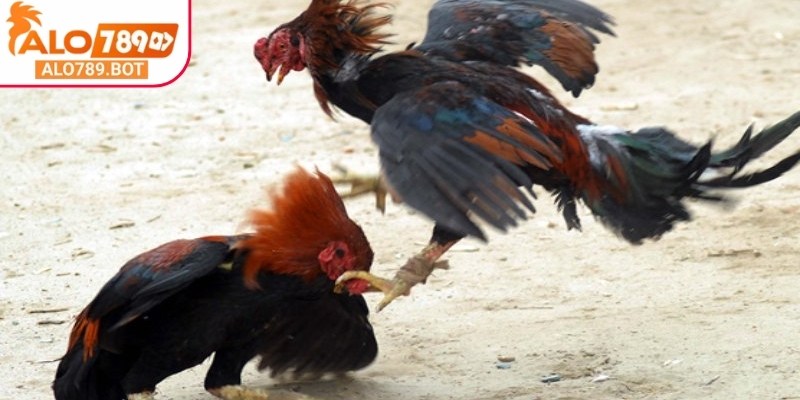 Kinh nghiệm chọn những chiến kê phù hợp