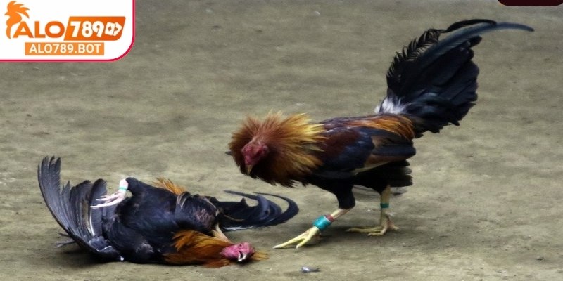 Đá gà cựa sắt Alo789 mang đến sự tiện ích trong mọi cuộc đấu