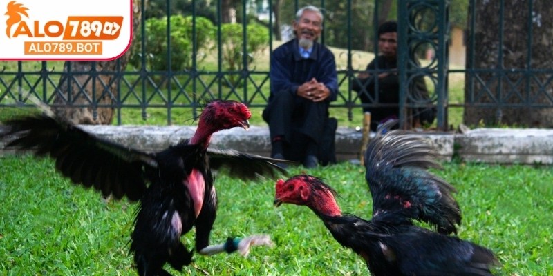 Cách tính điểm trong đá gà đòn Alo789 rất minh bạch, an toàn, đáng tin cậy