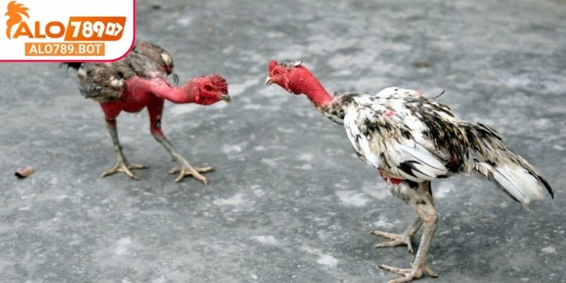 Đá gà đòn Alo789 được giám sát nghiêm ngặt, tạo sự minh bạch, rõ ràng