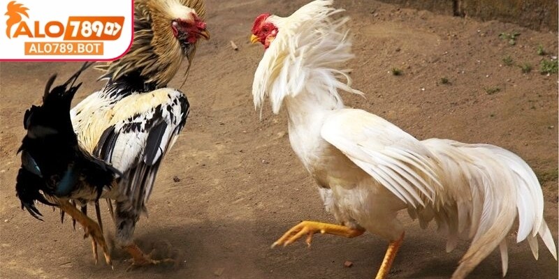 Đá gà đòn Alo789 là điểm hẹn quen thuộc của cộng đồng đam mê đấu gà