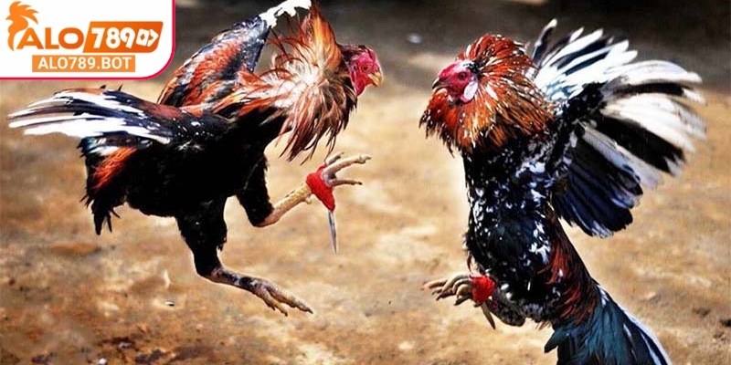 Thomo sử dụng thuật toán xử lý thông minh, đảm bảo kết quả minh bạch