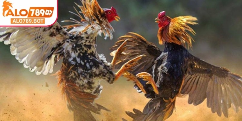 Trận đấu sẽ không phân định được thắng thua nếu cả hai gà đều gục
