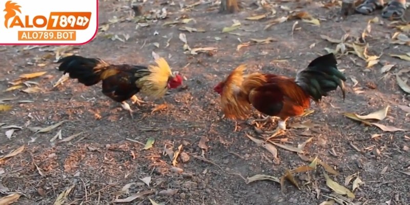 Đá gà tre Alo789 tái hiện chân thật từng pha ra đòn của các chiến kê.