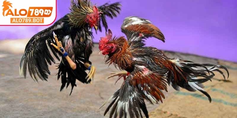 Đá gà trực tiếp mang đến sự tiện lợi tuyệt vời