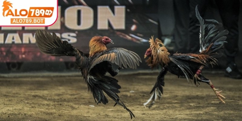 Tham gia ngay đá gà tại Alo789 để nhận được nhiều lợi ích thiết thực